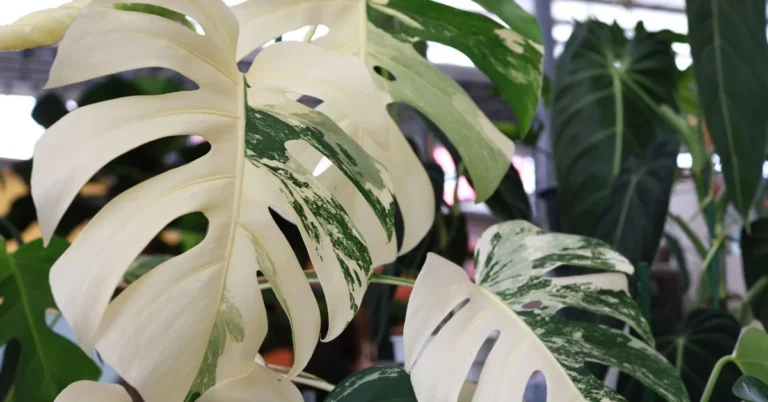 Monstera Albo